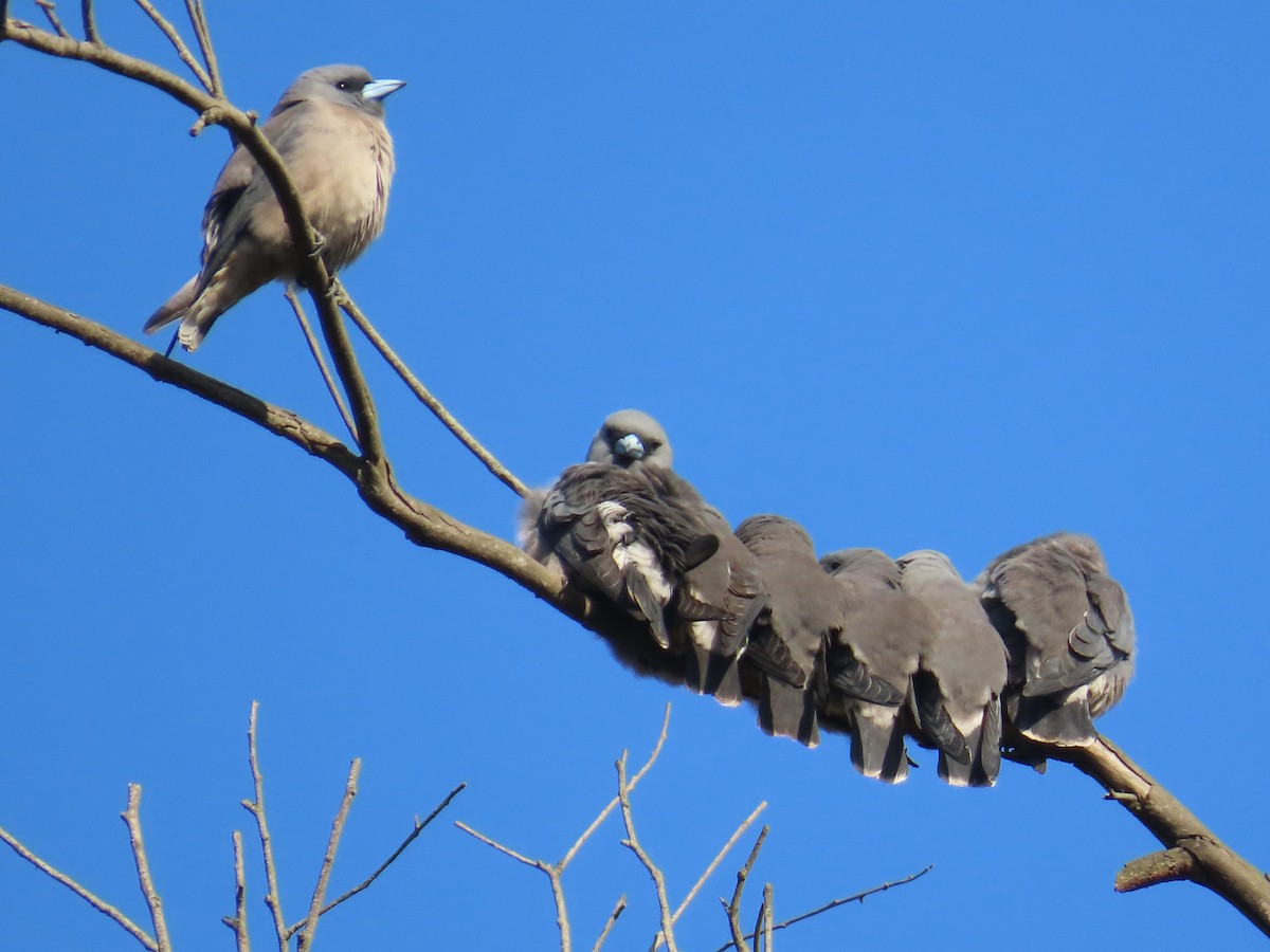 Ashy Woodswallow - ML646885604