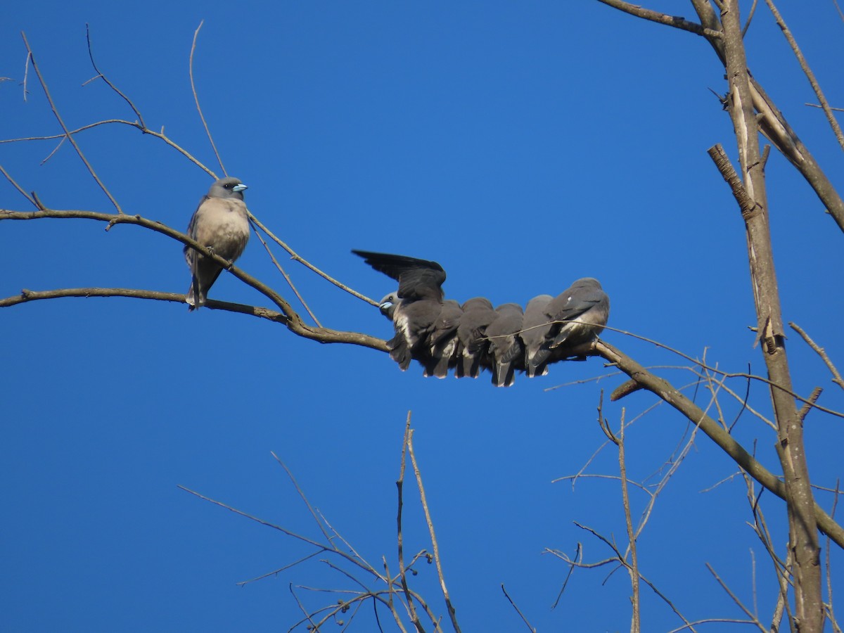 Ashy Woodswallow - ML646885605