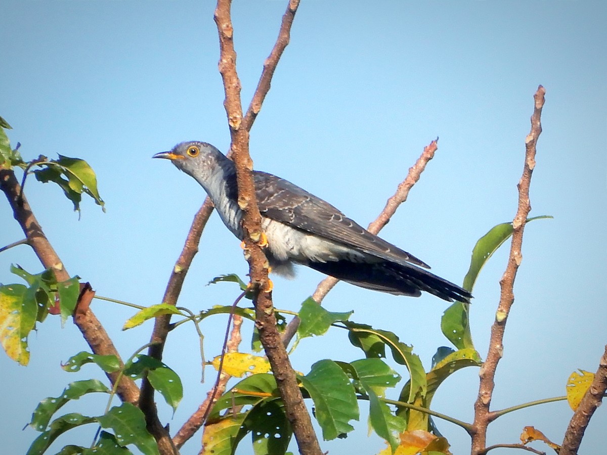 Common Cuckoo - ML646885607