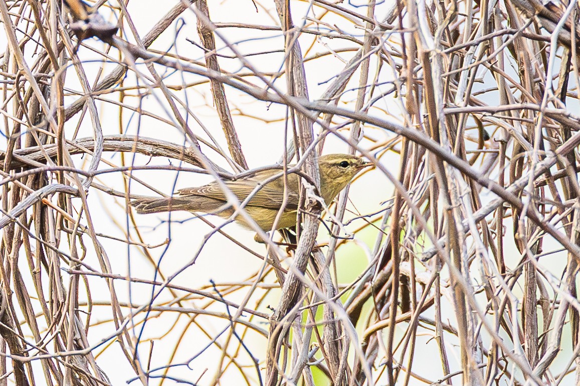 Willow Warbler - ML646885613