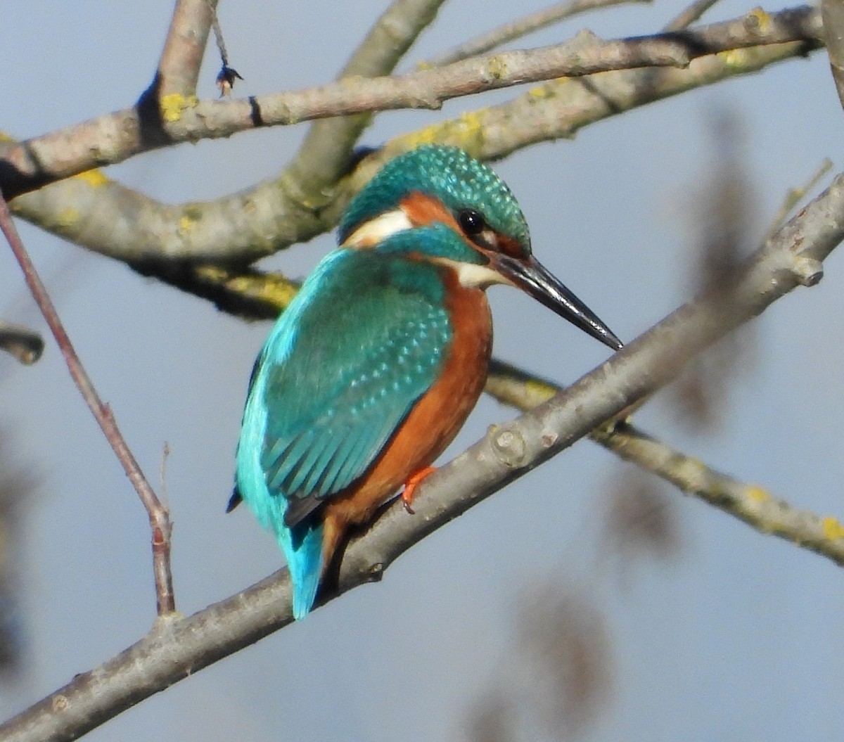 Common Kingfisher - ML646885615