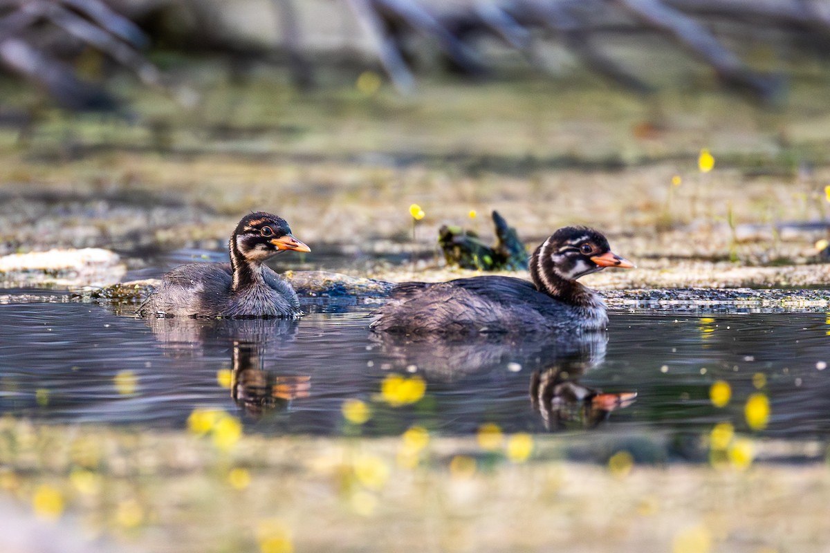 Little Grebe - ML646885617