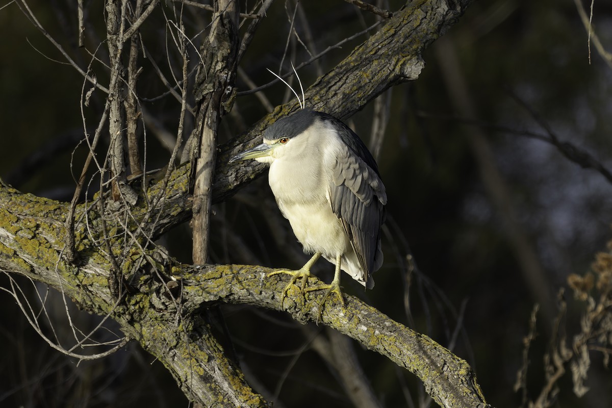 Black-crowned Night Heron - ML646885618