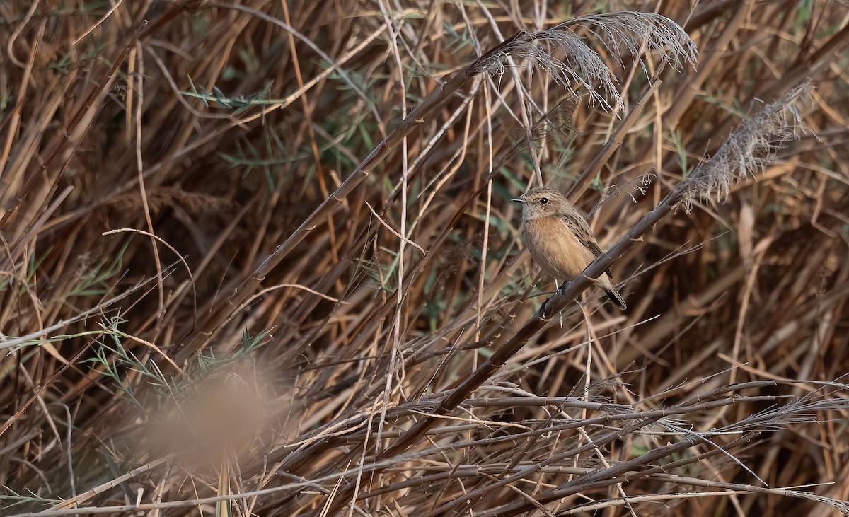 Siberian Stonechat - ML646885619