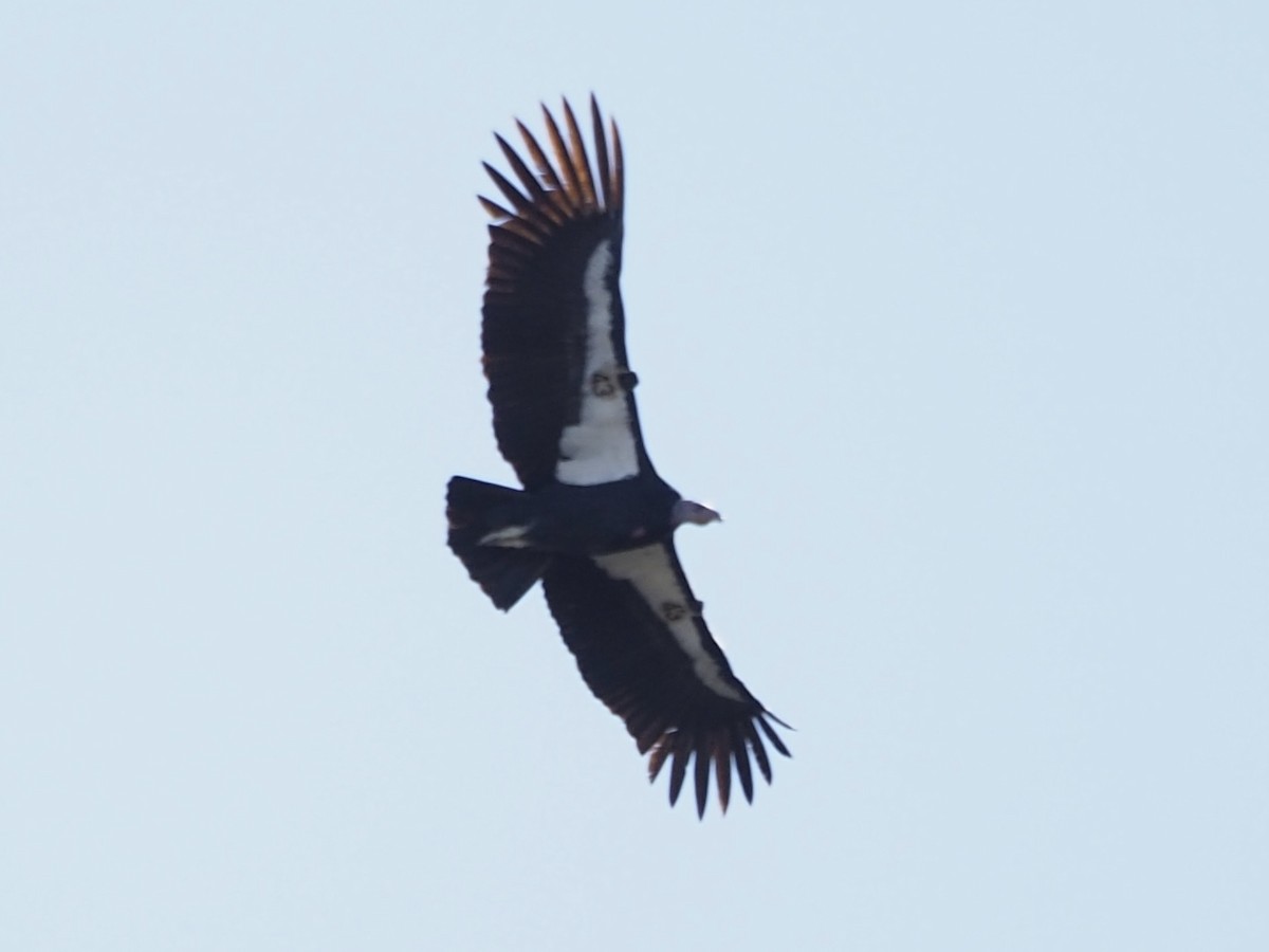 California Condor - ML646885621