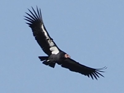California Condor - ML646885622