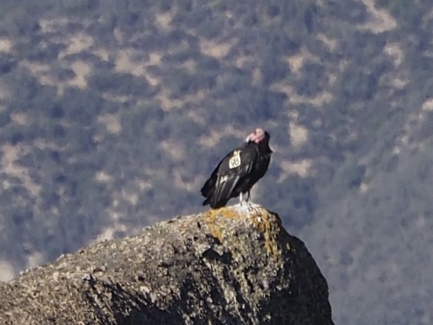 California Condor - ML646885623