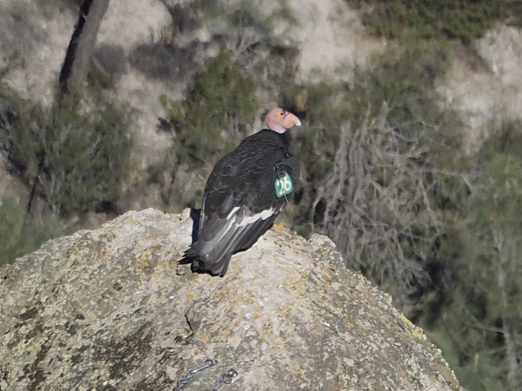 California Condor - ML646885626