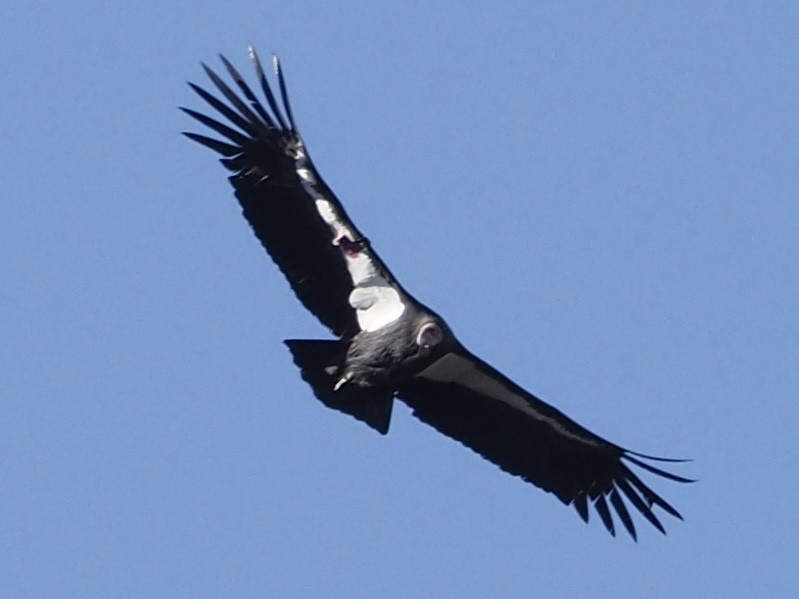 California Condor - ML646885627