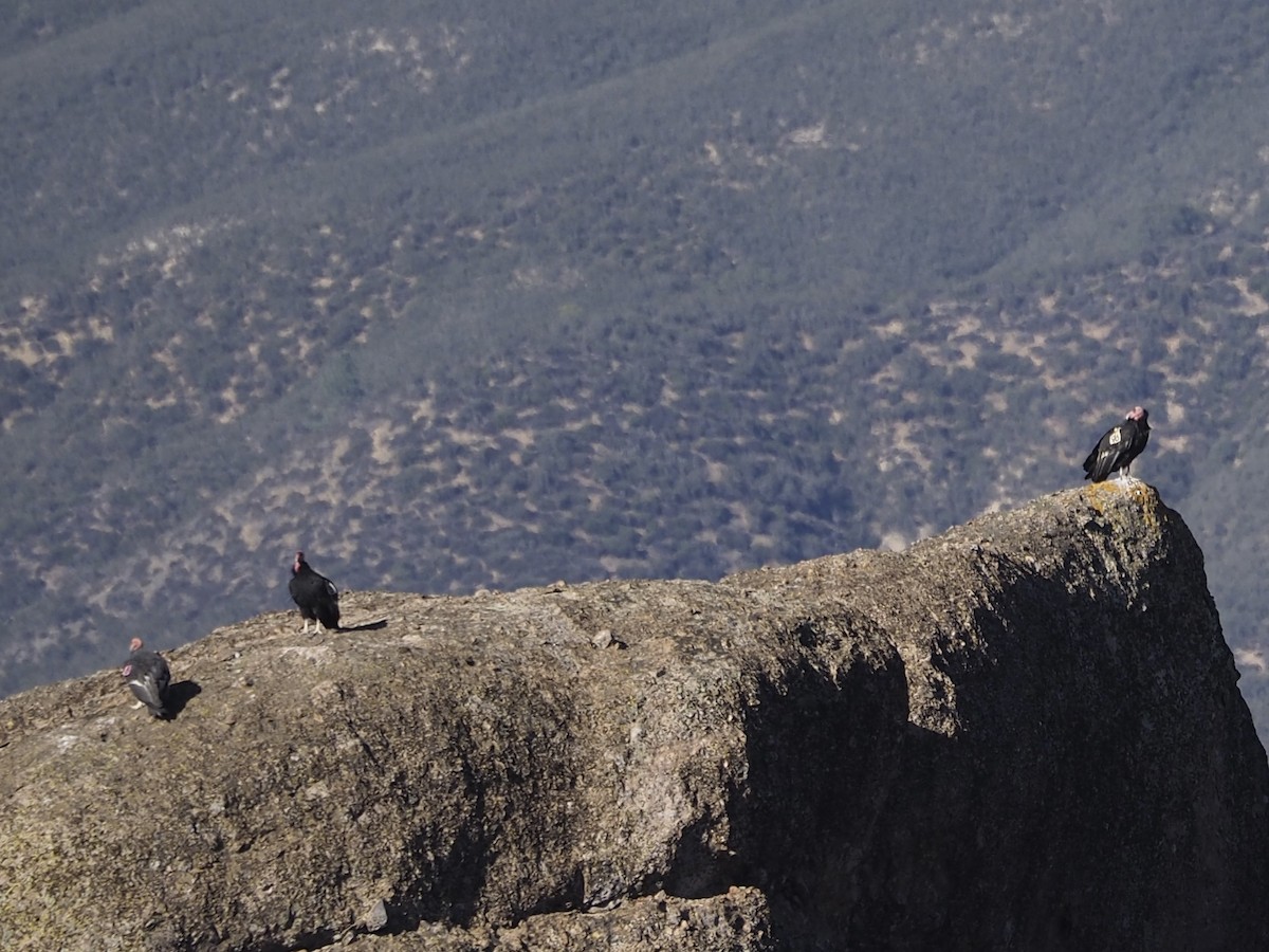 California Condor - ML646885628