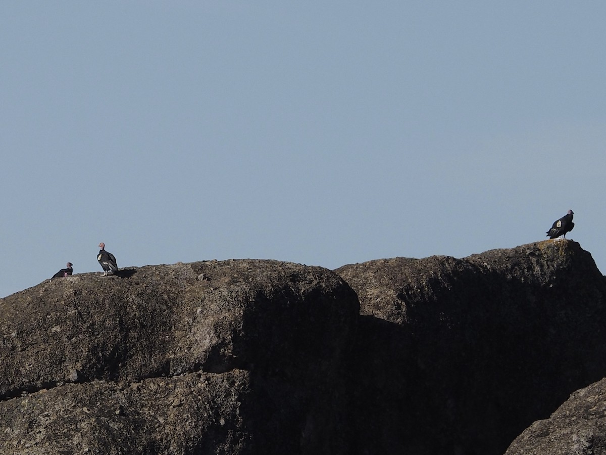 California Condor - ML646885629