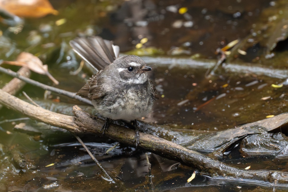 Gray Fantail - ML646885630