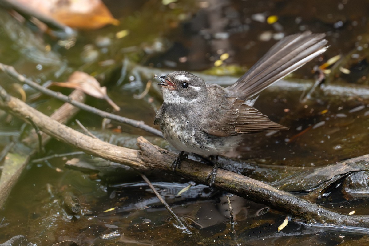 Gray Fantail - ML646885631
