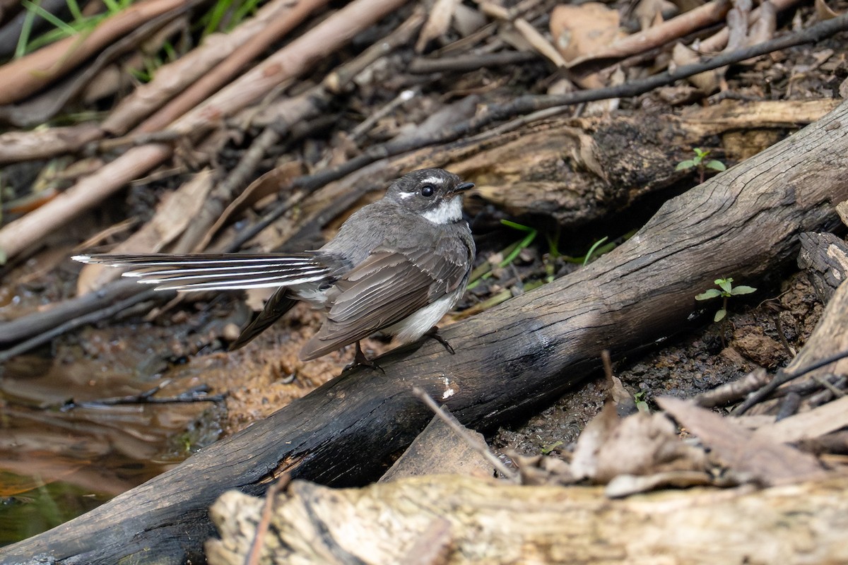 Gray Fantail - ML646885632