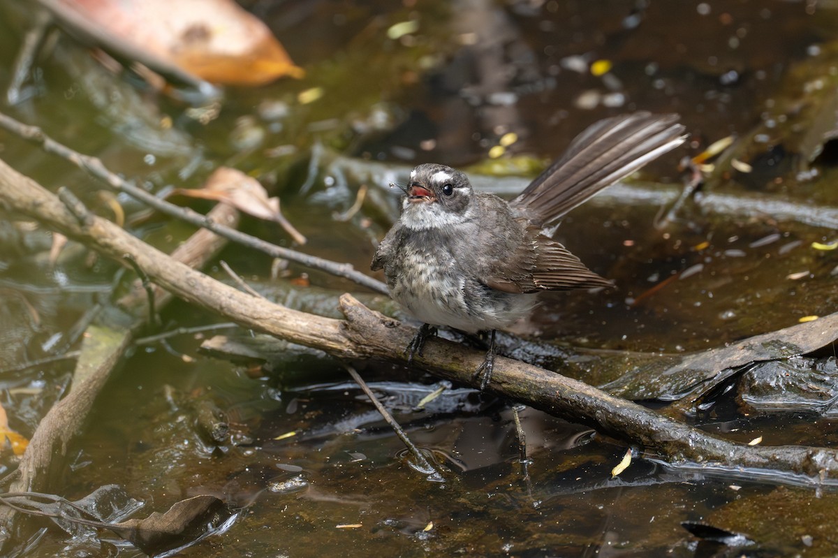 Gray Fantail - ML646885633