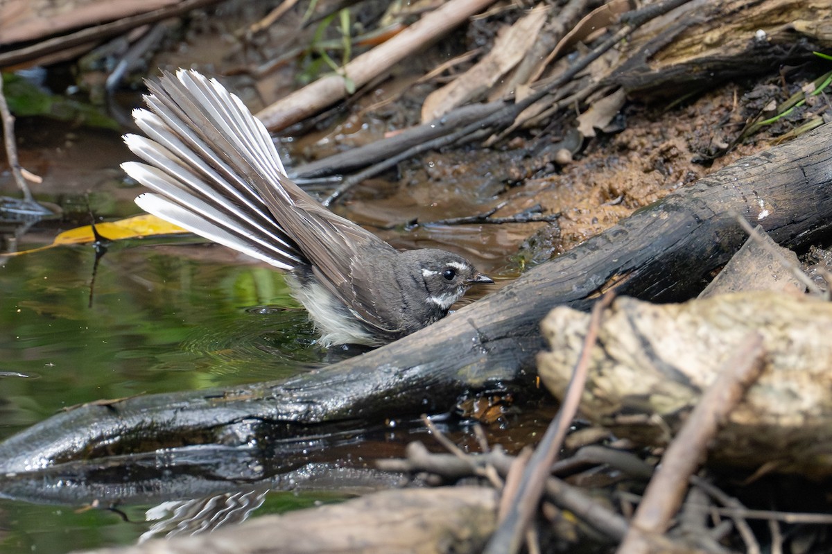 Gray Fantail - ML646885634