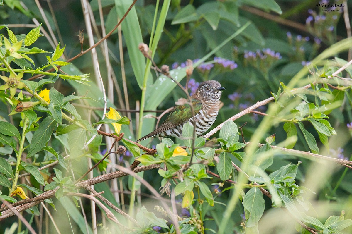 Shining Bronze-Cuckoo - ML646885635