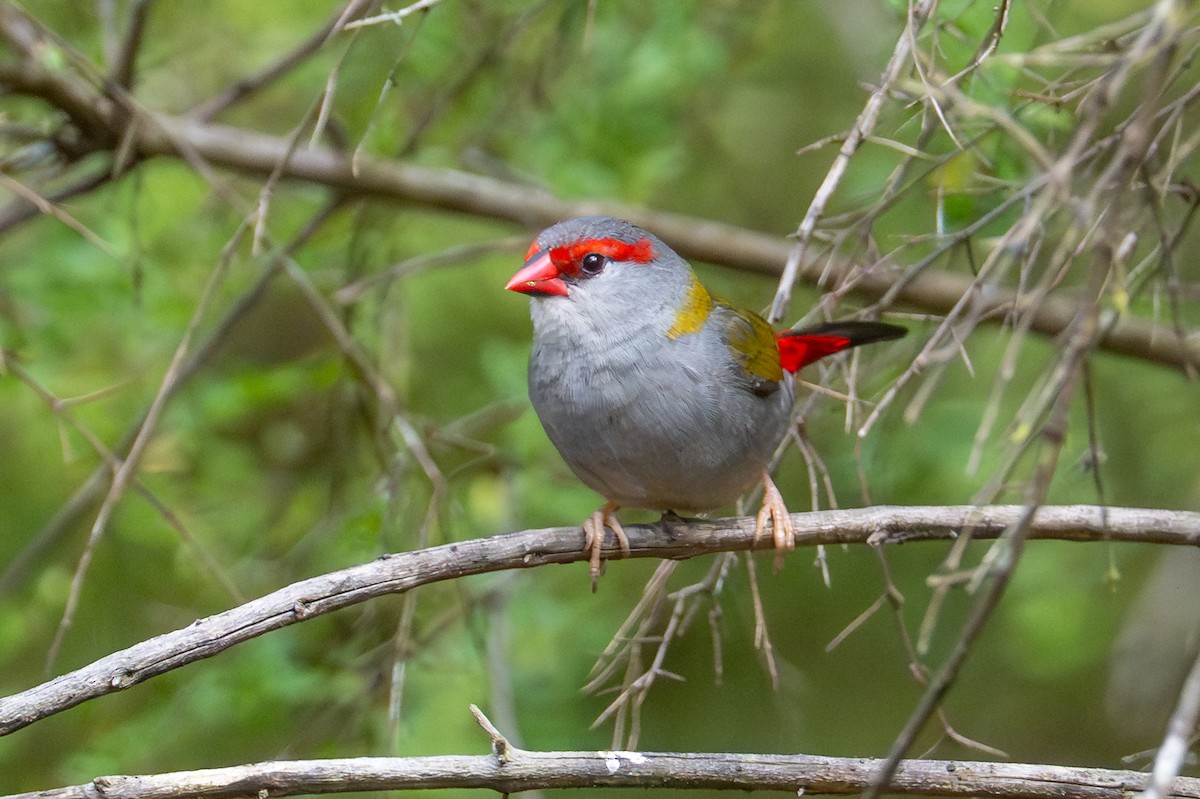 Red-browed Firetail - ML646885636