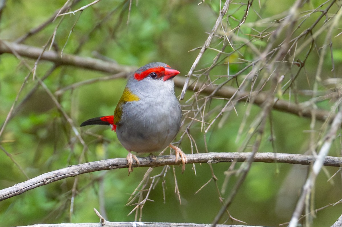 Red-browed Firetail - ML646885637