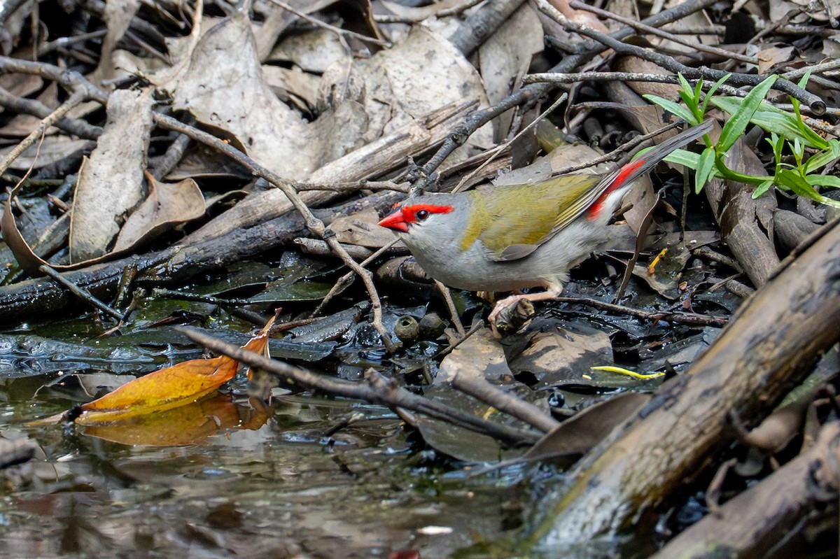 Red-browed Firetail - ML646885638