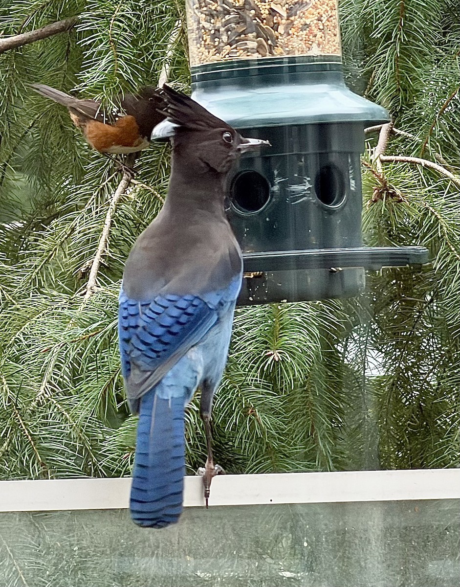 Steller's Jay - ML646885639