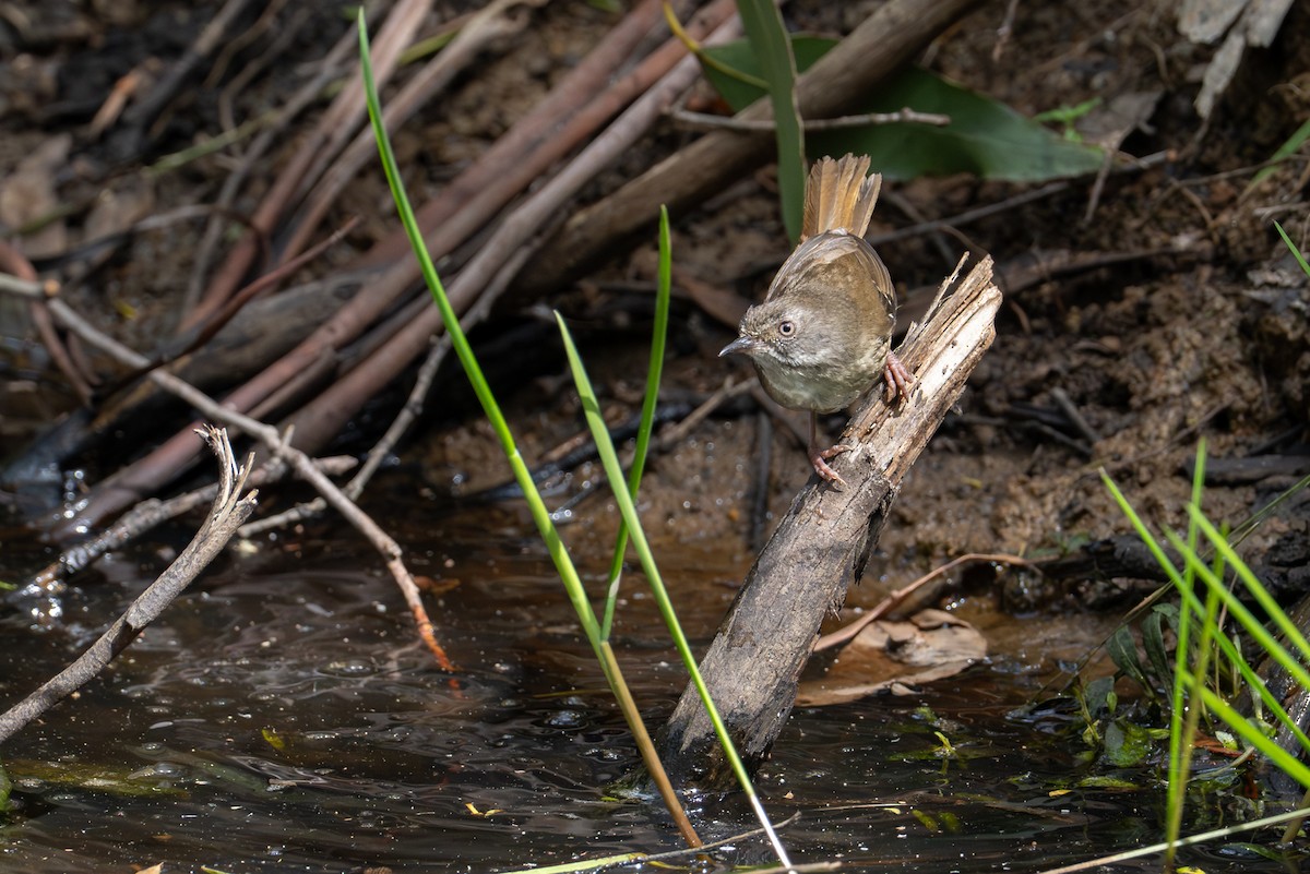White-browed Scrubwren - ML646885641