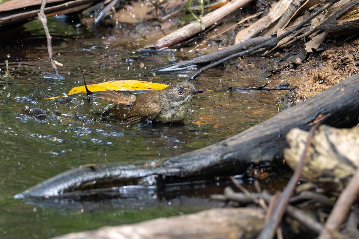 White-browed Scrubwren - ML646885642