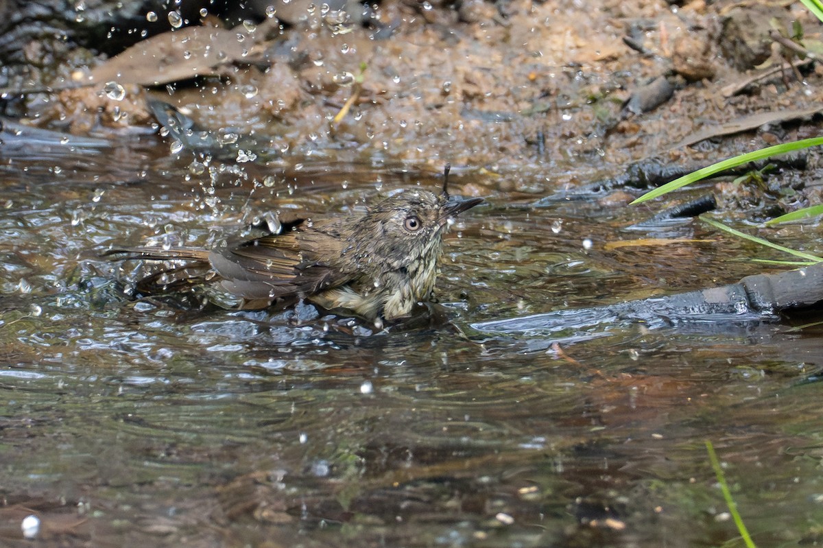 White-browed Scrubwren - ML646885643