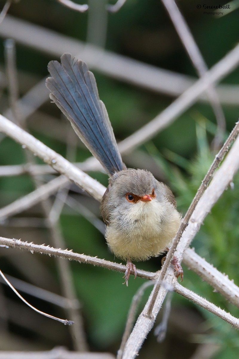 Variegated Fairywren - ML646885644