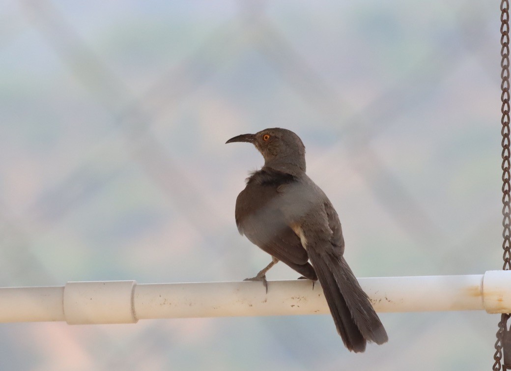 Curve-billed Thrasher - ML646885645