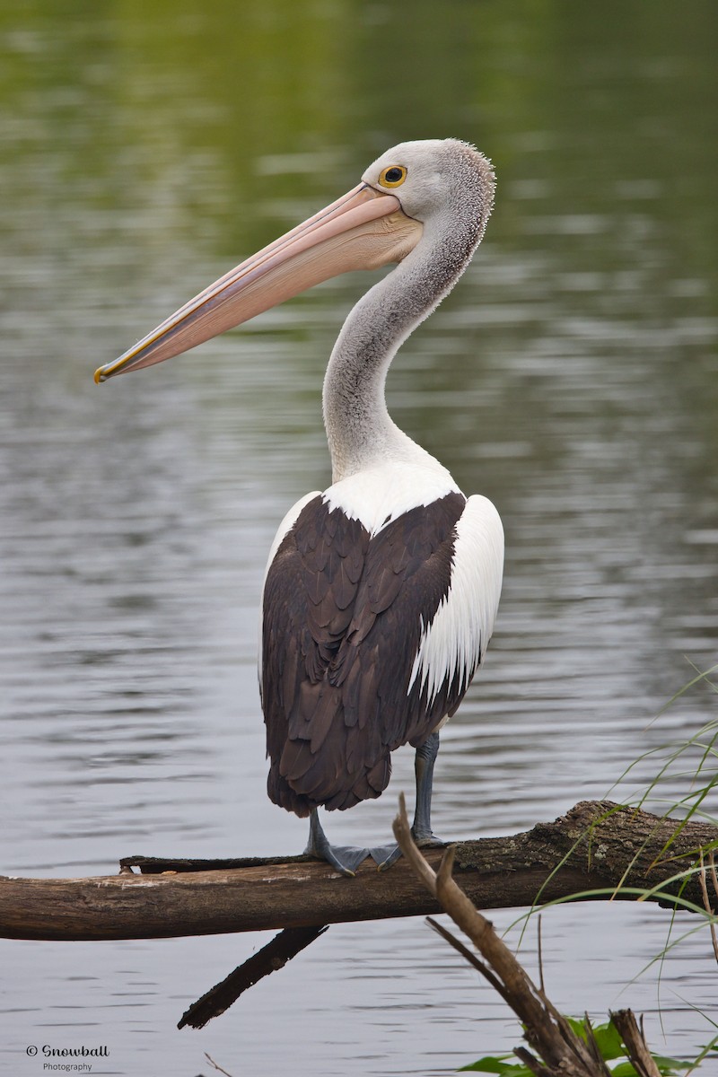 Australian Pelican - ML646885647
