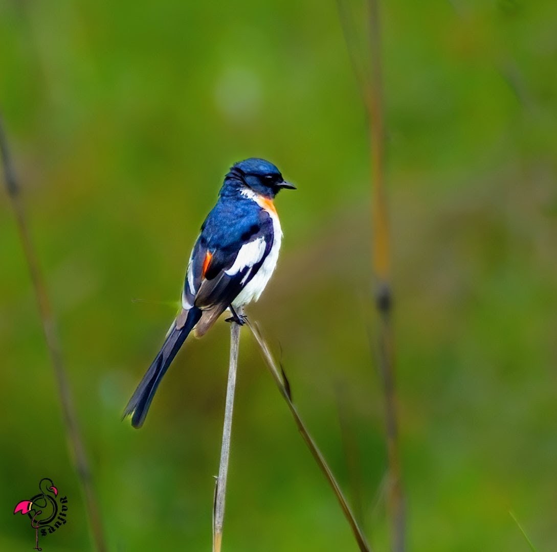 White-bellied Minivet - ML646885648