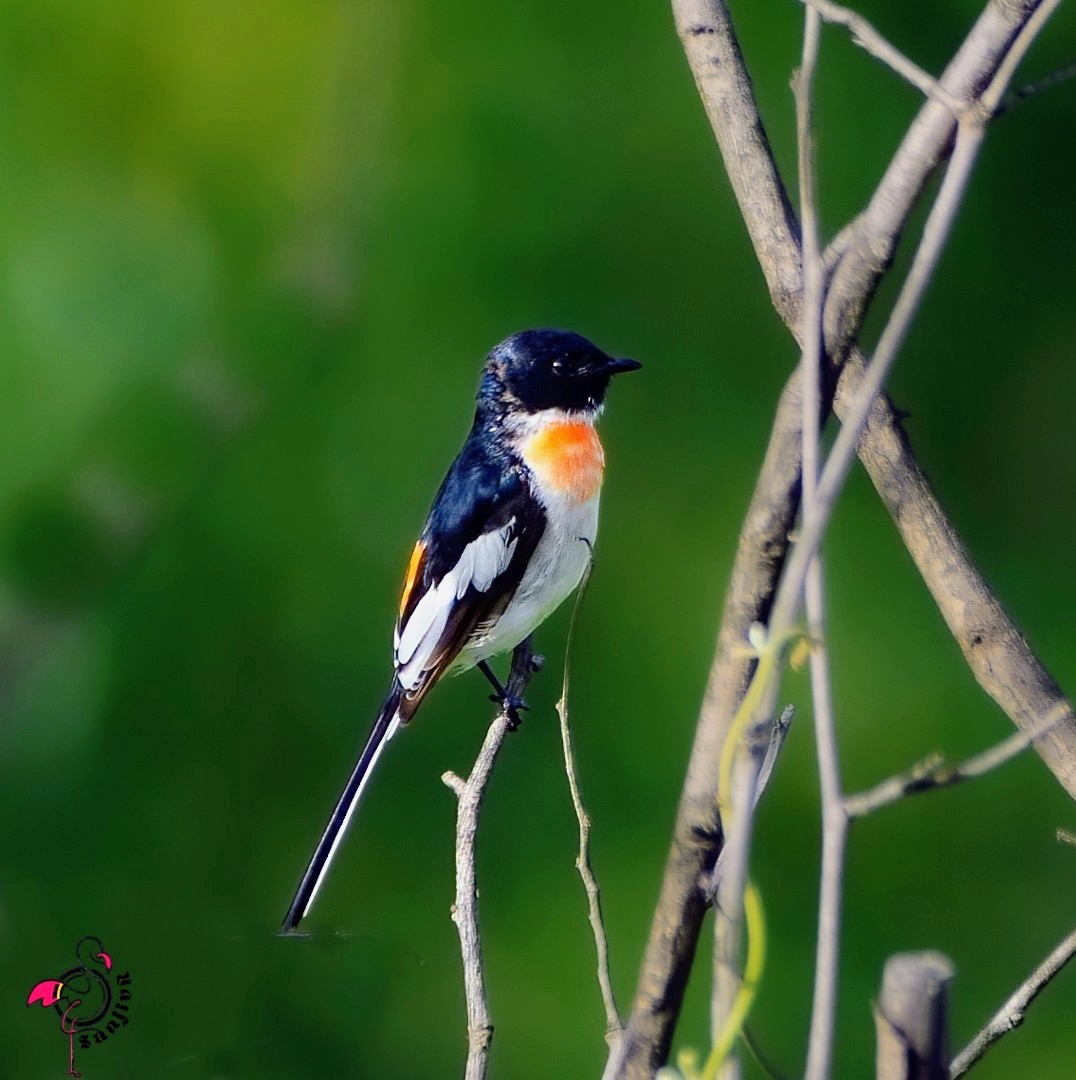 White-bellied Minivet - ML646885649