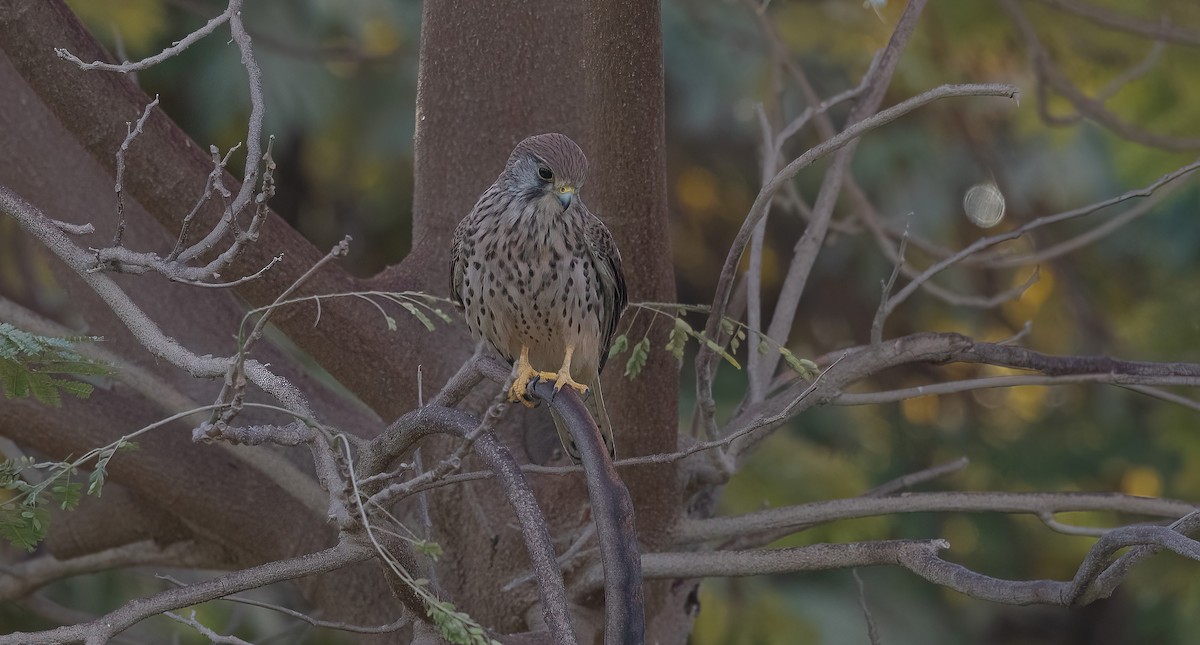 Eurasian Kestrel (Eurasian) - ML646885650