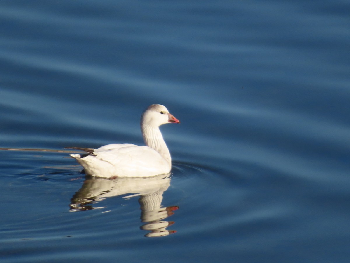 Ross's Goose - ML646885651