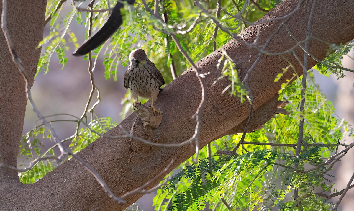 Eurasian Kestrel (Eurasian) - ML646885653