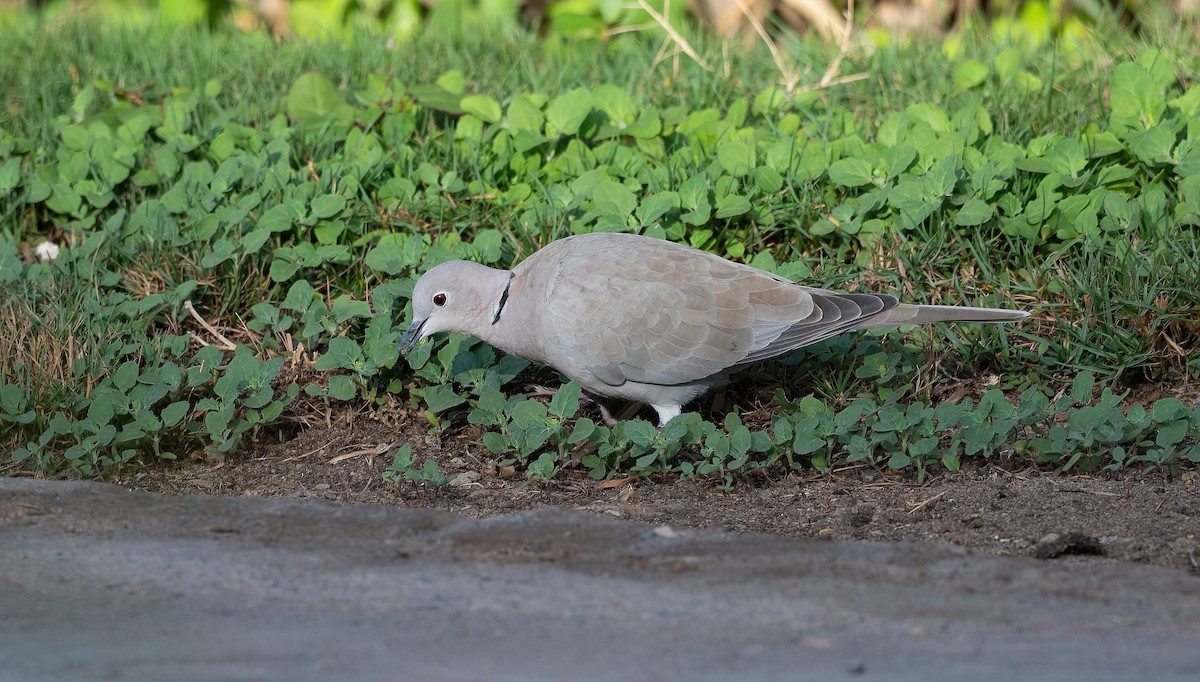 Eurasian Collared-Dove - ML646885654
