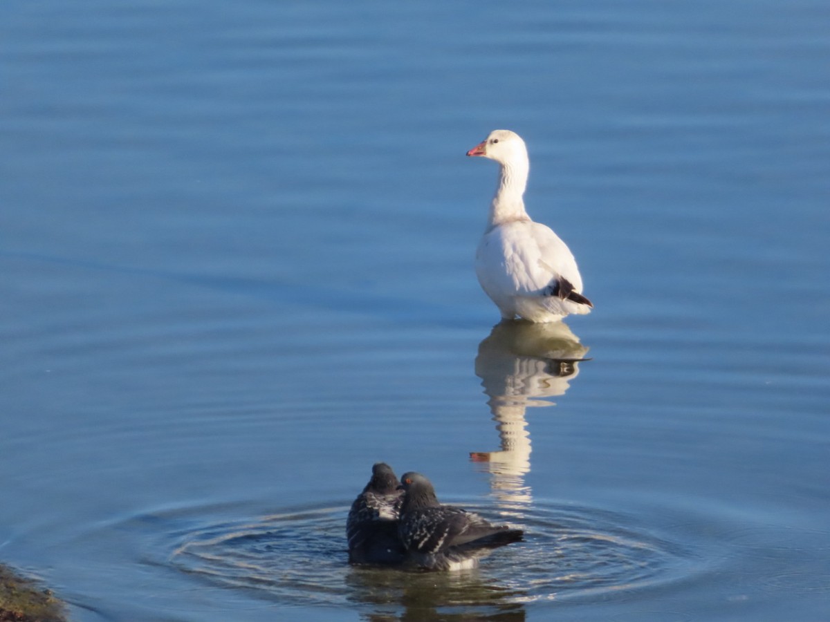 Ross's Goose - ML646885655