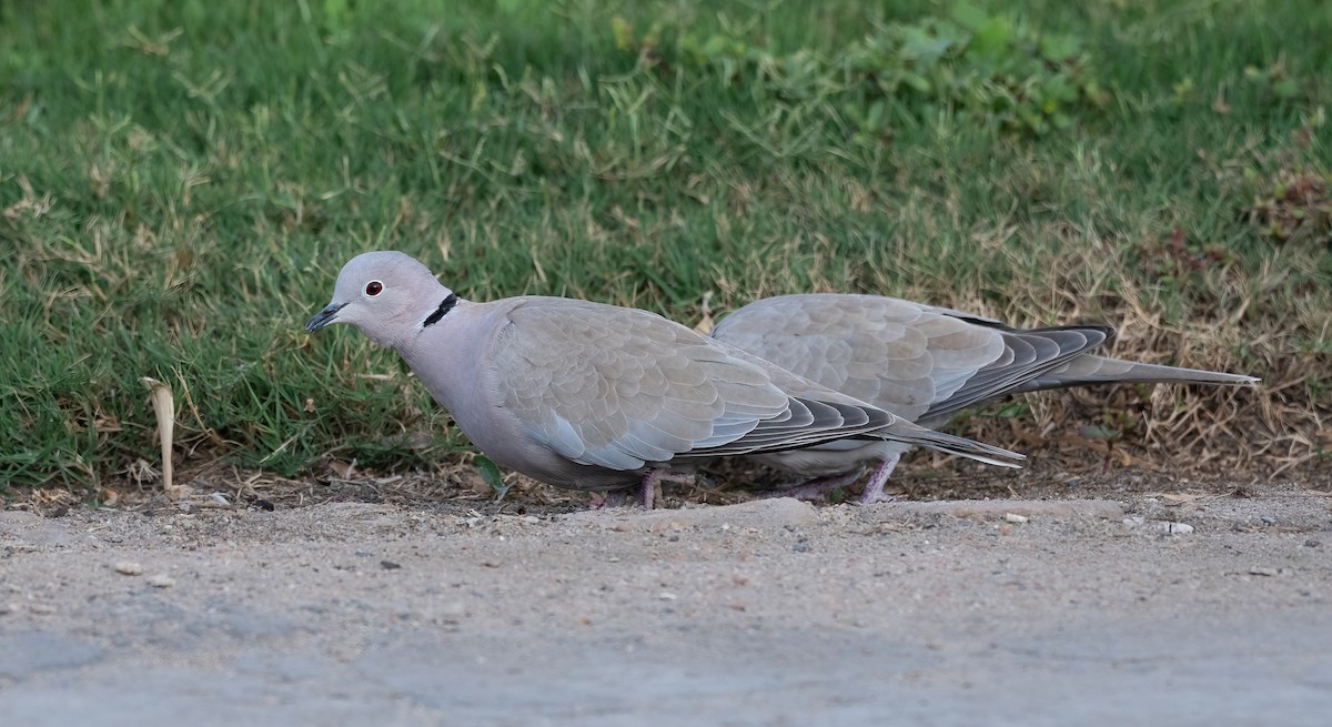 Eurasian Collared-Dove - ML646885657