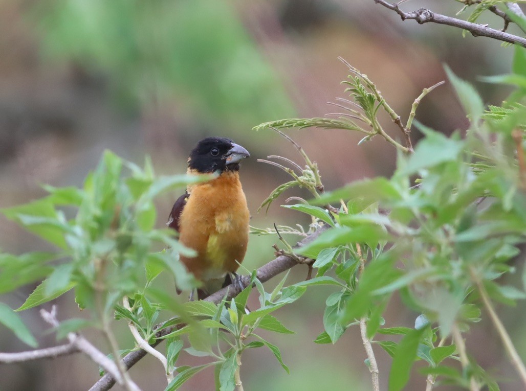 Black-headed Grosbeak - ML646885658