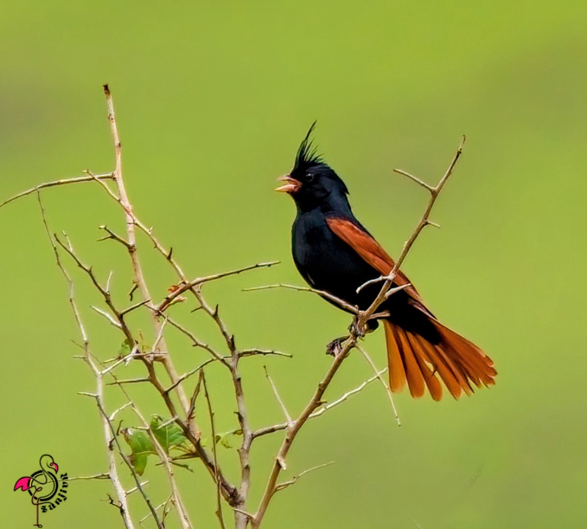 Crested Bunting - ML646885660
