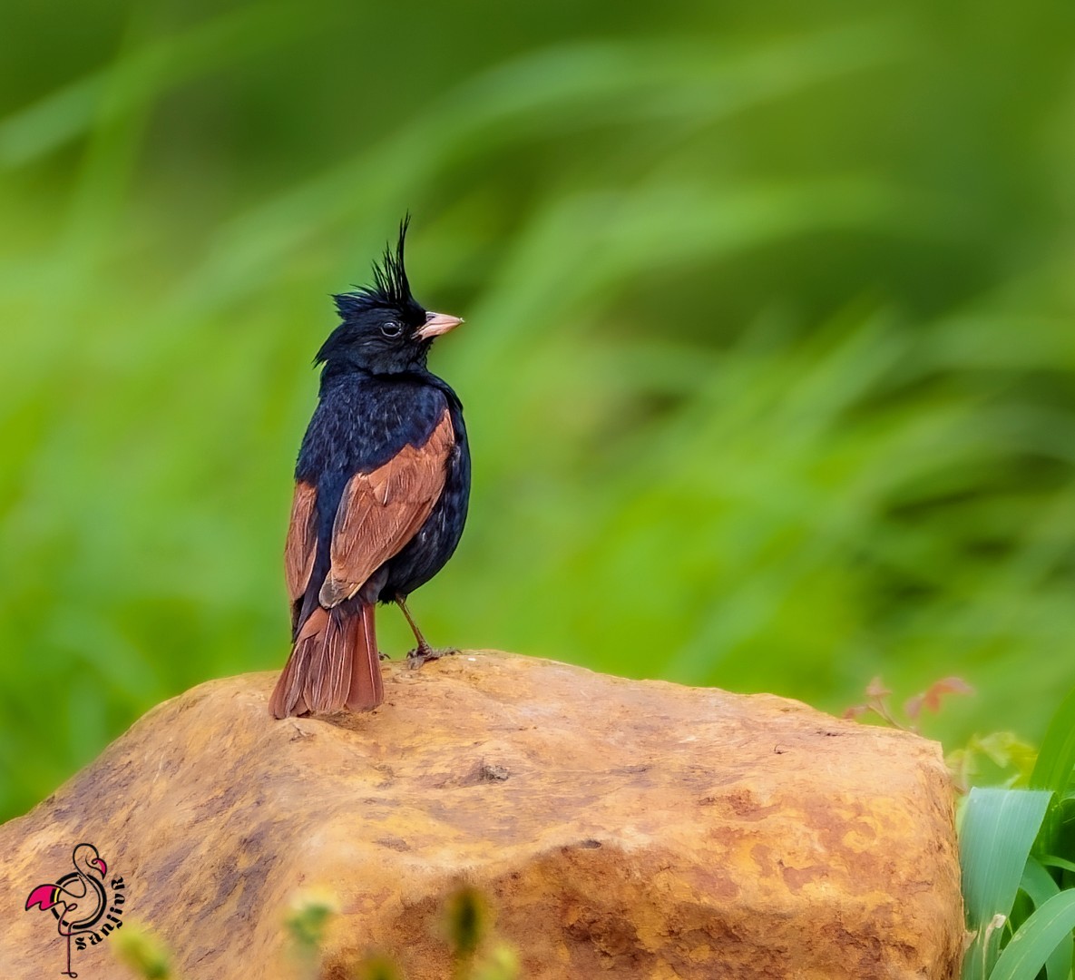 Crested Bunting - ML646885661