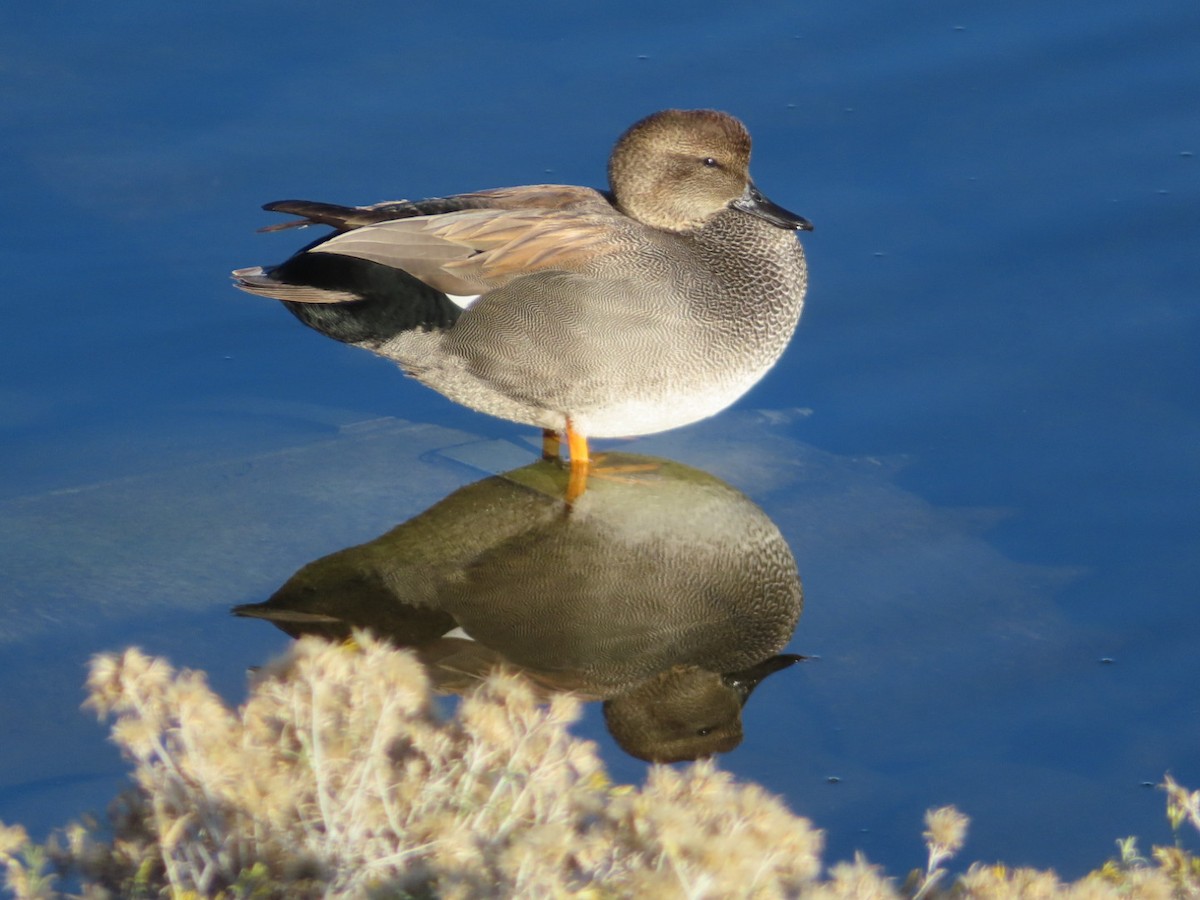 Gadwall - ML646885662