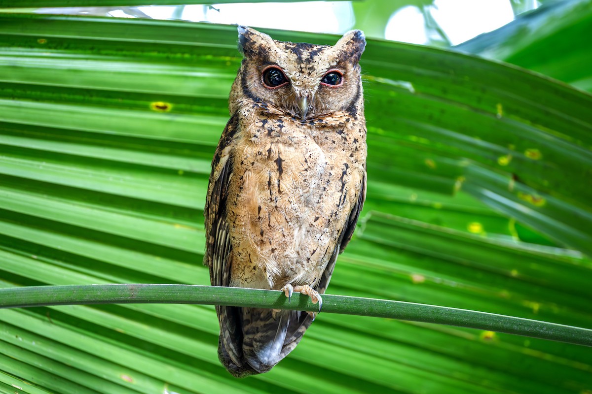 Collared Scops-Owl - ML646885664