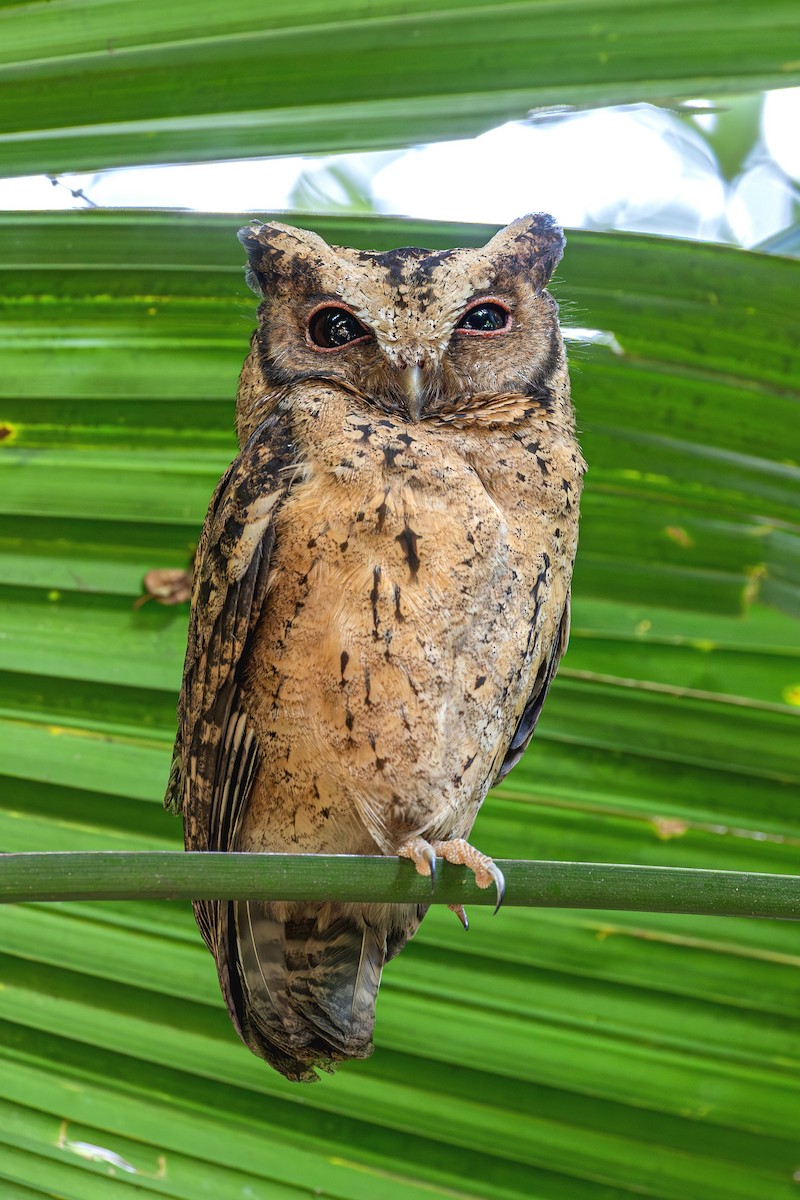 Collared Scops-Owl - ML646885665