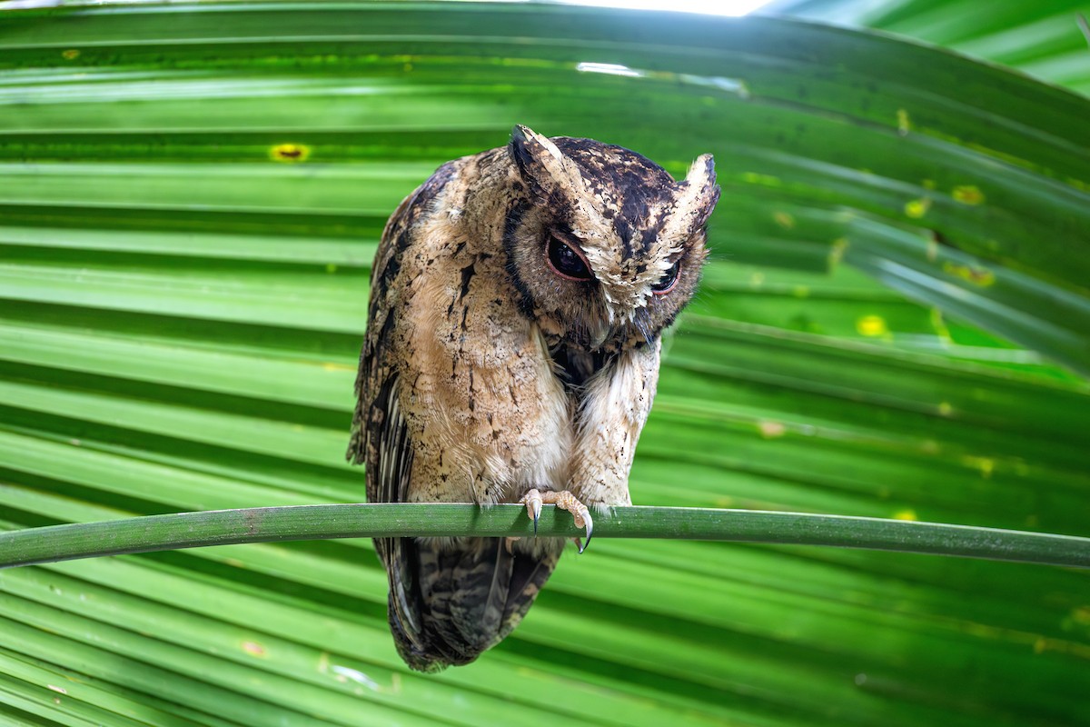 Collared Scops-Owl - ML646885666