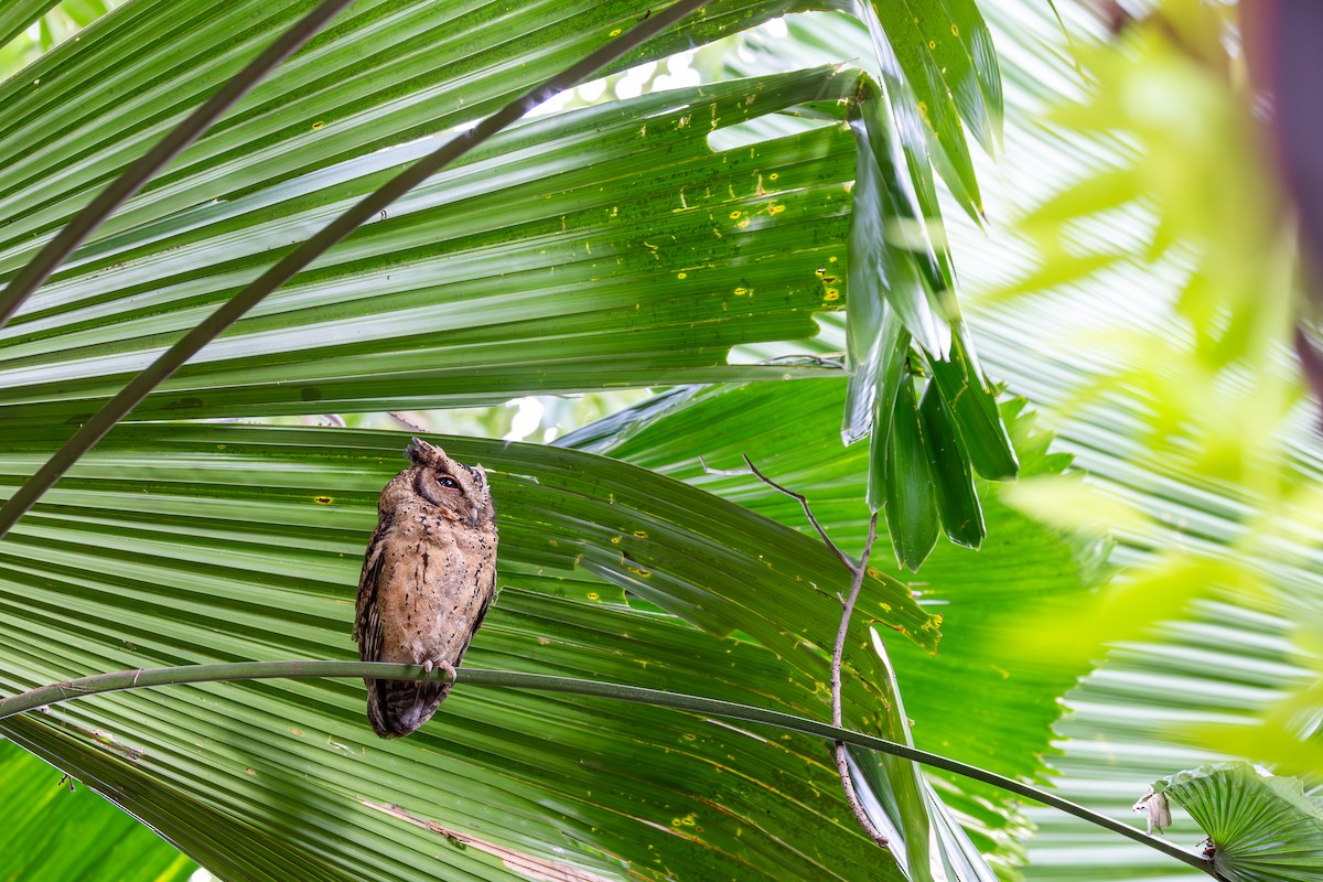 Collared Scops-Owl - ML646885667