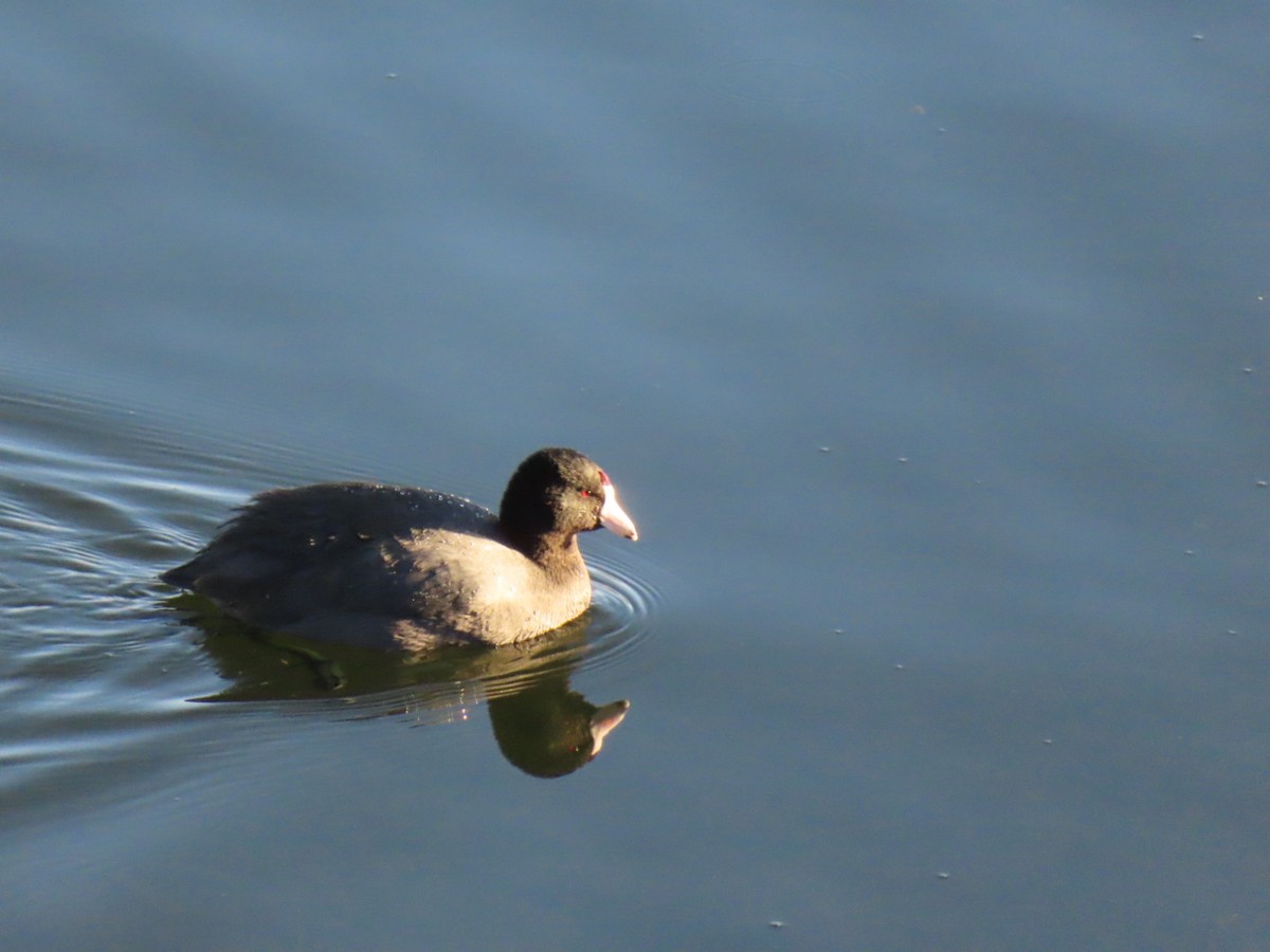 American Coot - ML646885668