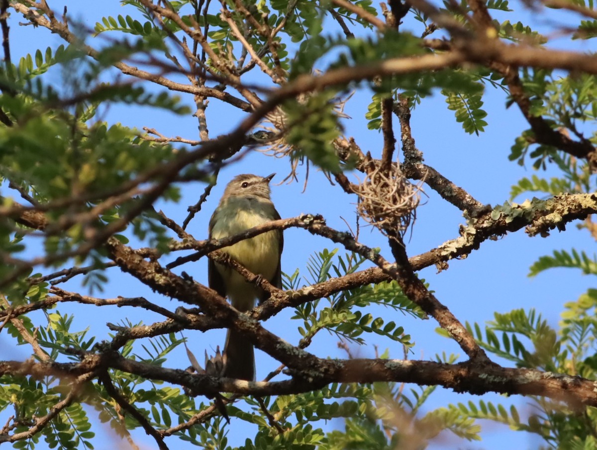 Greenish Elaenia - ML646885669