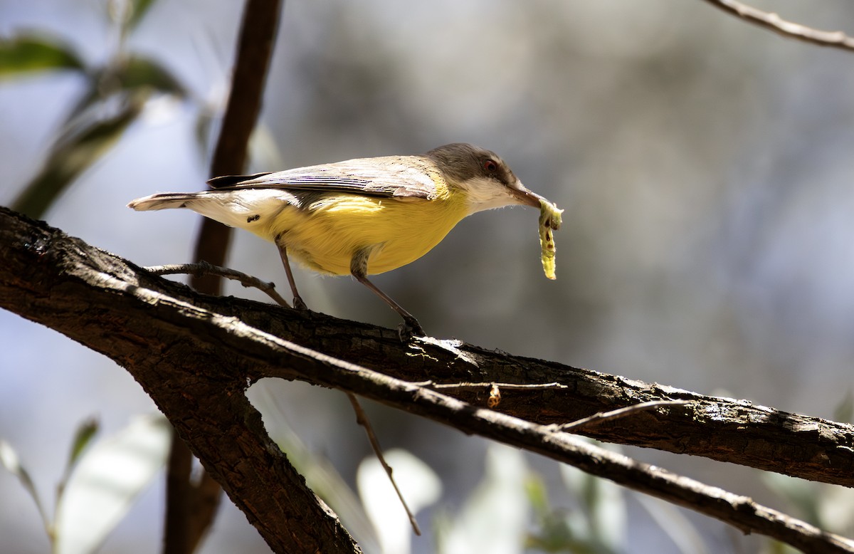 White-throated Gerygone - ML646885671